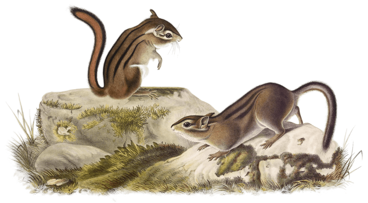 Townsend's Ground Squirrel, hand-colored lithograph by J.J. Audubon, 1845